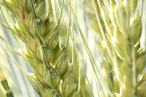 Preview: Green wheat spikes on blurred background, closeup