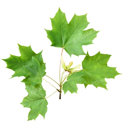 Preview: Green maple branch