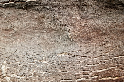 Preview: Oak bark texture background