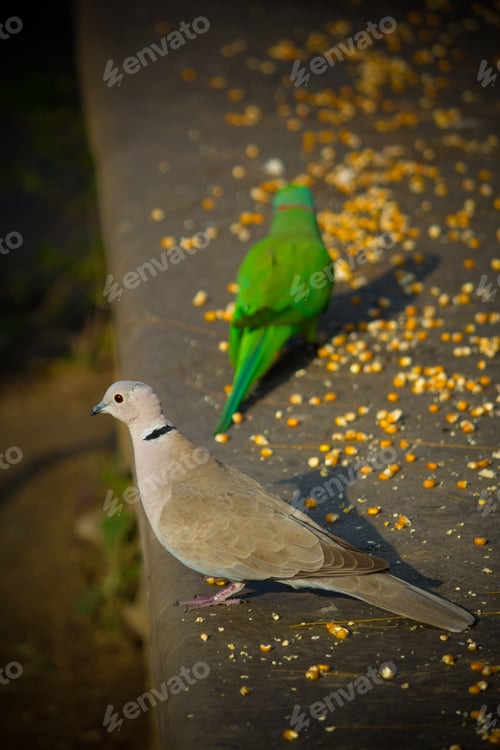 Preview: Birds perched atop a brick ledge, dining on corn seeds