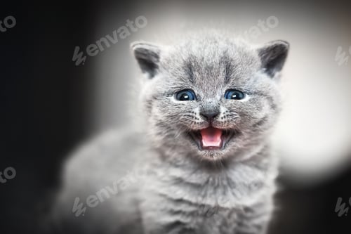 Preview: Cute kitten meows. British Shorthair cat