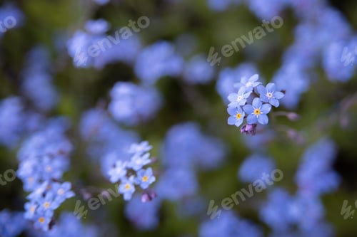 Preview: Blue flowers