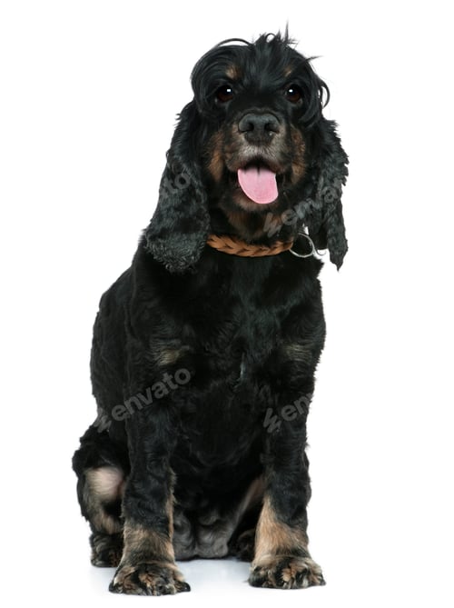 Preview: English Cocker spaniel, 4 years old, sitting in front of white background