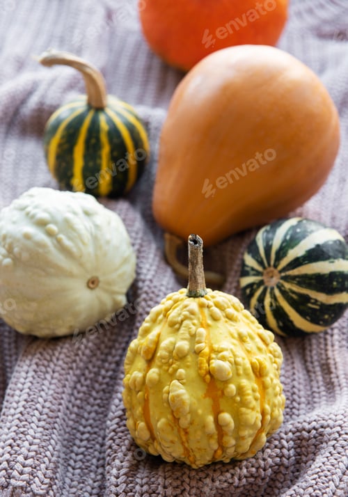 Preview: A rustic autumn still life with pumpkins