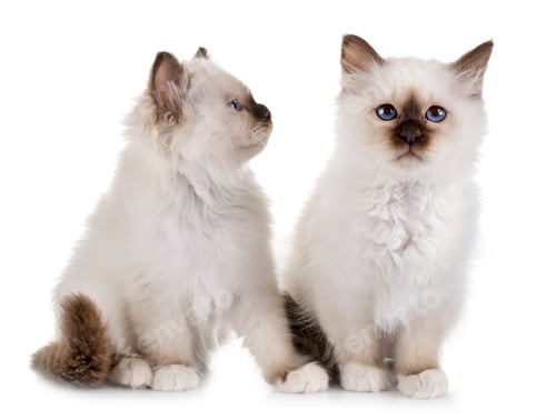 Preview: birman kitten in studio