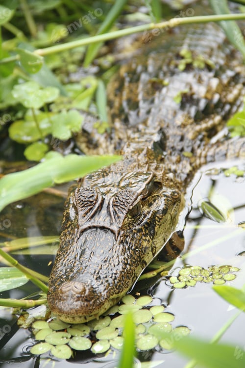 Preview: A caiman in the water in Tortuguero. Costa Rica