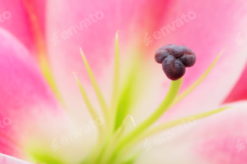 Preview: lily flower