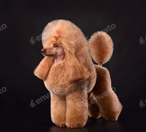 Preview: Beautiful apricot medium poodle