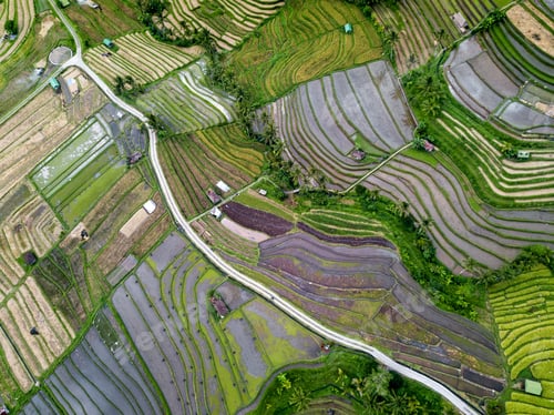 Preview: Aerial View Of Rice Terraces