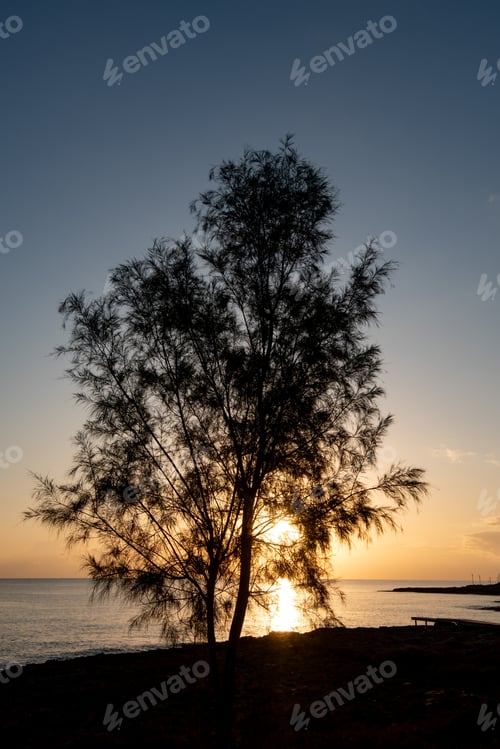 Preview: Silhouette of a tree at sunrise in the ocean. Bright sunlight rays through the tree