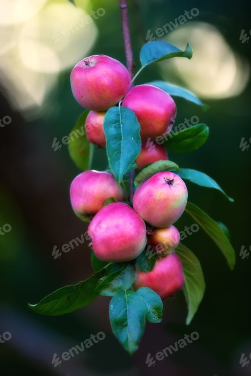 Fresh apple in the garden