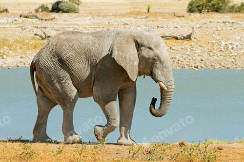 Preview: African bull elephant - Etosha National Park