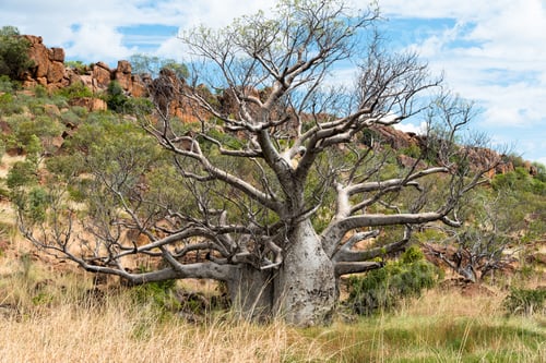 Preview: Baobab tree on the Elizabeth Highway in Western Australia