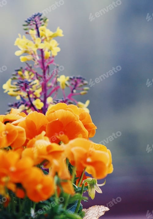 Preview: Beautiful colors