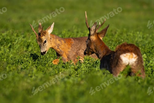 Preview: Rivalry of roebucks in a territorial fight in spring nature at sunrise