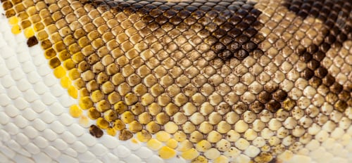 Preview: Scales close-up of Piebald python regius