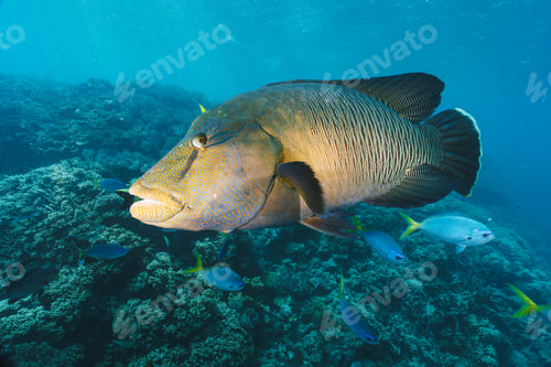 Preview: Cheilinus undulatus, maori wrasse humphead fish in australia