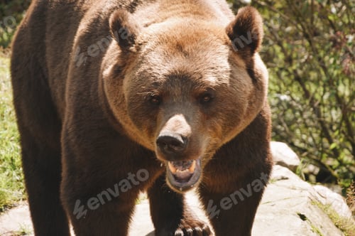 Vista previa: Un oso pardo al aire libre en verano