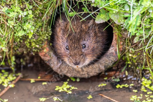 Preview: Intimate Portrait of a Water Vole in Burrow