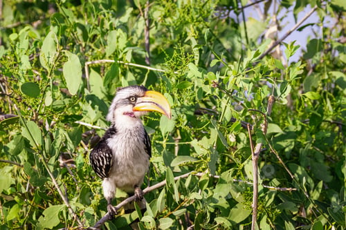 Preview: Animals in the wild - Yellow-billed Hornbill - Samburu National Reserve, North Kenya