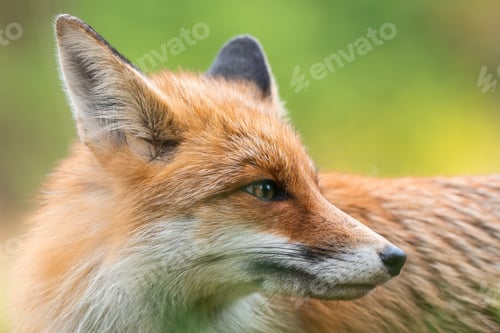 Preview: Detail of listening adult fox with erect ears on meadow in autumn