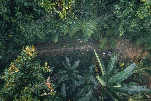 Preview: dark forest during a foggy,forest pine in asia