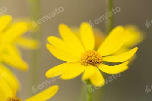 Preview: Close Up Of A Yellow Ragwort Wild Flower In The Smoky Mountains National Park Tennessee
