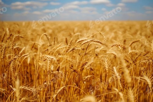 Preview: Golden spikelets of wheat in the field at sunset. Agricultural concept. Harvest nature growth.