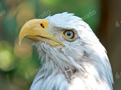 Preview: Bald eagle (Haliaeetus leucocephalus)