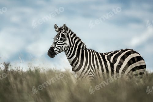 Preview: Zebra in the wild savannah, Serengeti, Africa