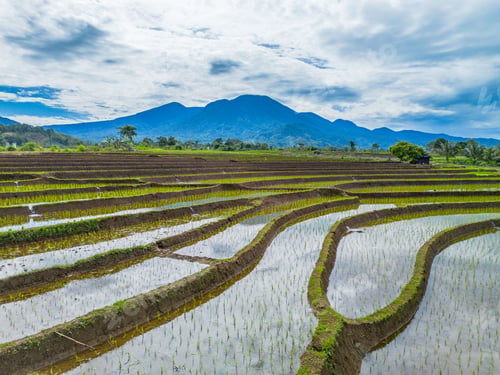 Preview: Aerial view of Indonesia's lush rice fields with majestic mountain backdrop