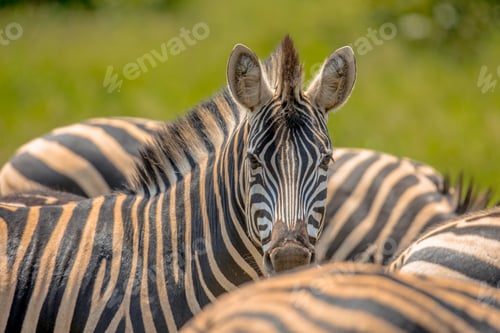 Preview: Common Zebra peeking