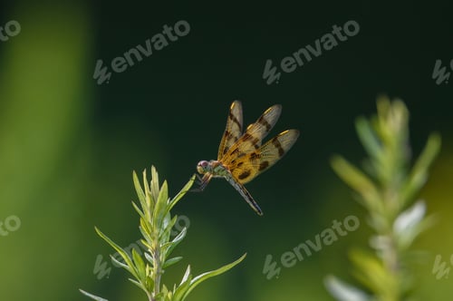 Preview: Dragon fly coming to rest in a meadow.