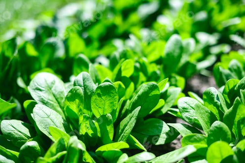Preview: Vibrant spinach foliage growing naturally in garden bed