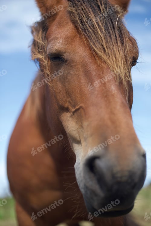 Vorschau: Nahaufnahme des Pferdes
