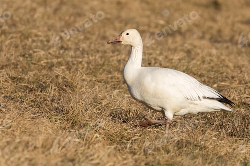 Preview: Snow Goose in a Field