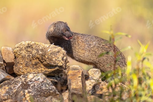 Preview: Egyptian Mongoose in Extremadura Spain