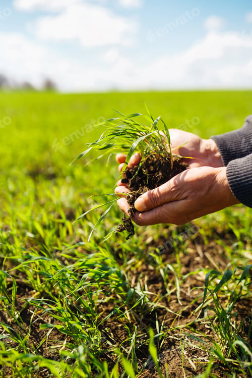 Preview: Young Green wheat seedlings in the hands of a farmer. Agronomist checks and explores sprouts of rye.
