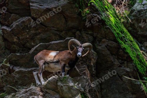 Preview: the mouflon (Ovis musimon). Parc de Merlet, France