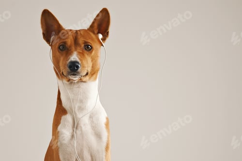 Preview: Dog wearing earphones