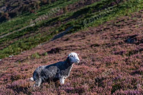 Preview: Sheep in heather moorland