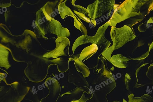 Preview: Close-up shot of a bunch of dried leaves