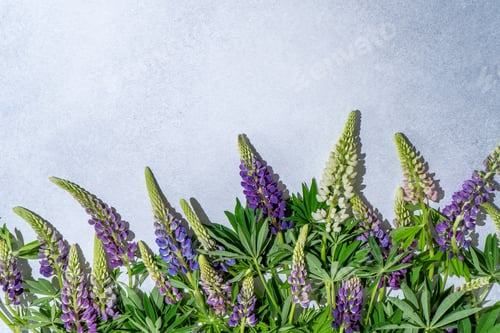 Preview: Lupine flowers. Purple and pink bud.