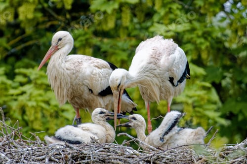 Preview: Family of white storks in a nest.