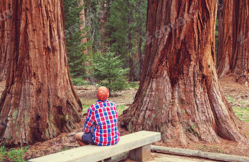 Preview: Sequoia