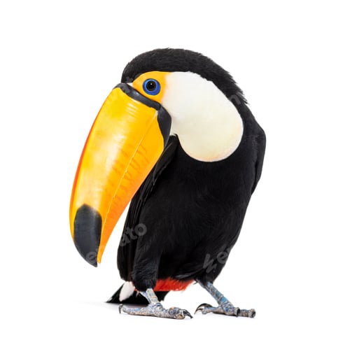 Preview: Toucan toco, Ramphastos toco, isolated on white
