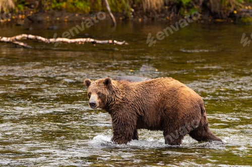 Preview: Wild Grizzly Bear in Katmai, Alaska