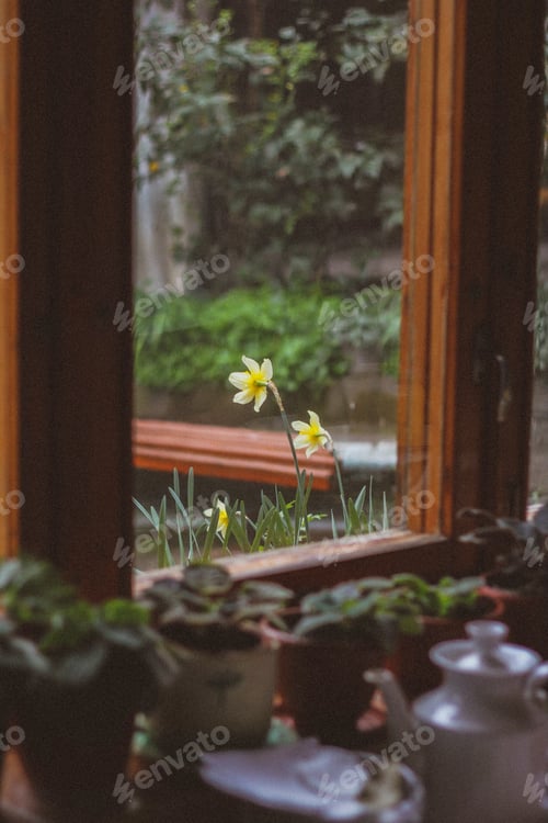 Preview: window overlooking the street, daffodils in the window