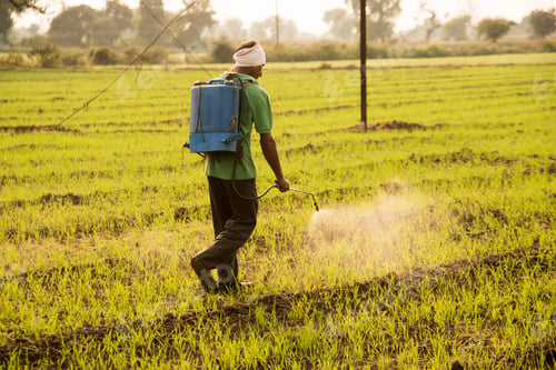 Preview: Indian farmer spraying pesticides in field. An Indian farming scene.