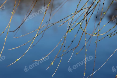 Preview: Spring Growth On Weeping Willow Tree - Photograph Of Spring Growth On A Weeping Willow Tree With A